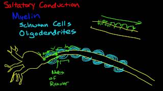 Myelin and saltatory conduction [upl. by Birgitta]