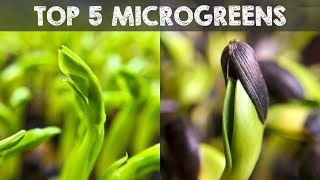 Top 5 Microgreens You Must Grow [upl. by Aynodal677]