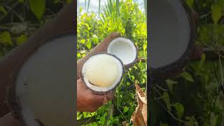 Real coconut cuttersshorts love video the food [upl. by Enoid]