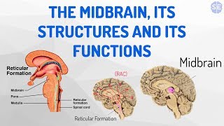 Psychology The Nervous System 05 The Midbrain Its Structures And Its Functions [upl. by Cicenia]