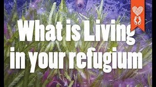 What is living inside your sumps refugium [upl. by Heman528]