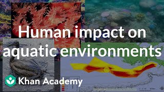 Human impact on aquatic environments AP Environmental science Khan Academy [upl. by Arihas]