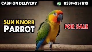 Sun Knorr Parrot For Sale In Pakistan Cargo All Over PakistanContact Number 03314957619 [upl. by Gnah]