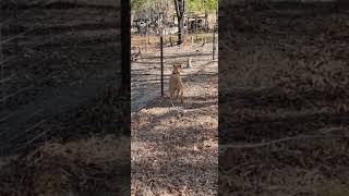 Wallaby chaser [upl. by Nosyk525]