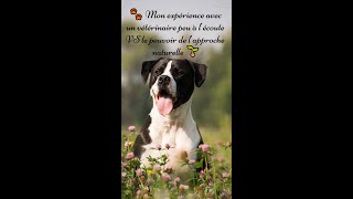 🐾 Mon expérience avec un vétérinaire peu à lécoute et le pouvoir de lapproche naturelle 🌱 [upl. by Inaoj]