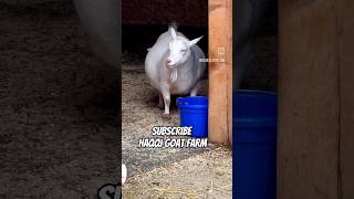 nigerian dwarf goats raising nigerian dwarf goats ❤️ pygmy goat goat farming shorts viral trend [upl. by Ahsenor]