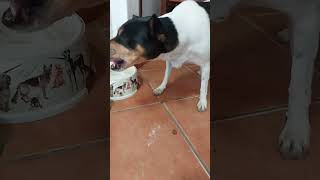 Perro Ratonero Bodeguero Andaluz saca con su boca el pienso del plato y se lo come fuera [upl. by Anirpas50]