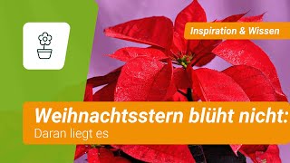 Weihnachtsstern blüht nicht Daran liegts [upl. by Duomham]