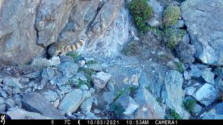 Gato andino  Andean cat Leopardus jacobita 3 octubre 2021 [upl. by Annert]