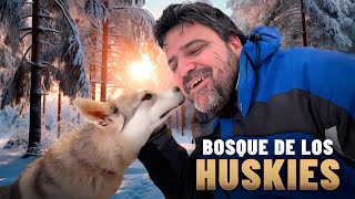 BOSQUE DE LOS HUSKIES [upl. by Robinia503]