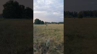 Панорама унікального лугу Природа України🌳 Panorama of a unique meadow Nature of Ukraine🌳 [upl. by Krenn]