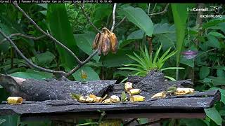 Chestnutcapped Warbler Joins A Variety Of Other Species At The Feeder – July 12 2019 [upl. by Okoyk]