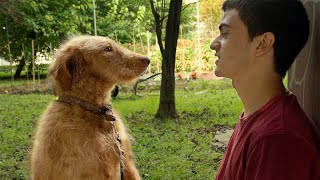 17yearold Boy Breaks Out Of Prison 20 Times Only To Find His Dog [upl. by Gytle383]