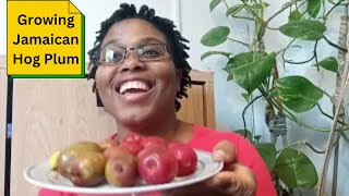 Growing Jamaican Hog Plum [upl. by Etteluap361]