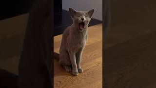 Kitty yawning ❤️🐾 yawn sleepy cat kitten catlover pets aloykitty cute russianblue yawning [upl. by Nerad]