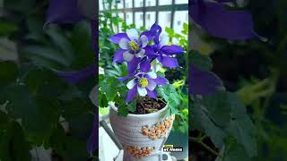 Vibrant Columbines in Bloom bloomathome flowers flowerbloom garden flowerblooming [upl. by Oiril]