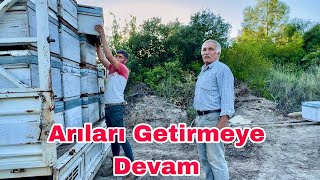 Gezici Arıcılık Yapan Merdan Usta Arıları Getirmeye Devam Ediyor [upl. by Siradal]