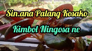 Palango Gadoe Kimbol pine Ripengrangko sengenga [upl. by Nyre275]