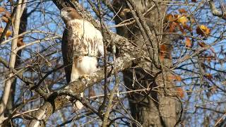 A gorgeous redtailed hawk buteo jamaicensis on a warm November afternoon [upl. by Arutnev]