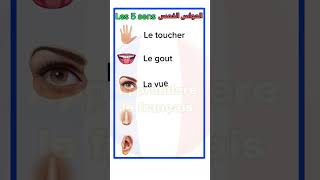 Les 5 sens en français الحواس الخمسة بالفرنسية french [upl. by Jairia]