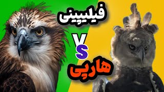 عقاب هارپی در مقابل عقاب فیلیپین  حقایق باور نکردنی درباره پادشاه عقاب ها [upl. by Olly665]