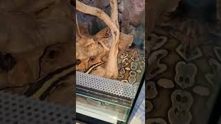 PITONE REALE serpente [upl. by Yt552]