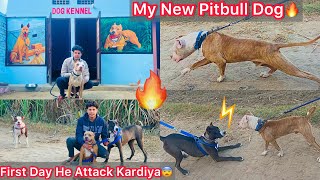 Bhura Ko Ghar Le Aaye😍My New Pitbull Dog🔥 Mera Sabhi Dogs Ka Reaction New Dog Ko Dekh🐶 [upl. by Mellie]