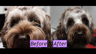 How to groom a Cockapoo face  Demo [upl. by Marylin]