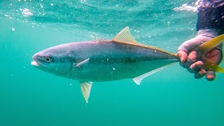 Incredible Saltwater Fly Fishing Close to Home [upl. by Ateuqirne]