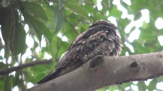 Grey Nightjar [upl. by Buna679]