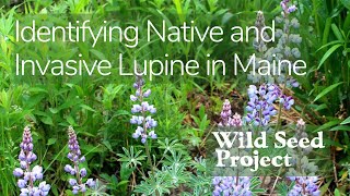 Identifying Native and Invasive Lupine in Maine [upl. by Nalda]