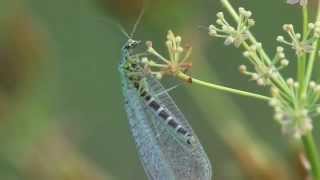 Lacewing adult Chrysopa perla [upl. by Asquith767]