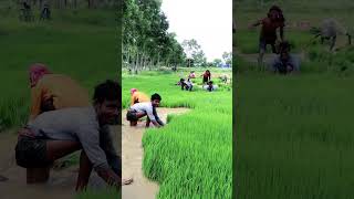 18 Farmers Uprooting Paddy Seedling shorts [upl. by Philippe50]