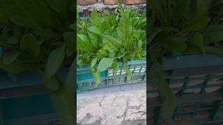 Palak update gardening viralvideo homemade gardeningshort potplant [upl. by Berkin894]