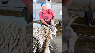 How to cut a sheep sheep sheepfarming shearing [upl. by Alledi333]