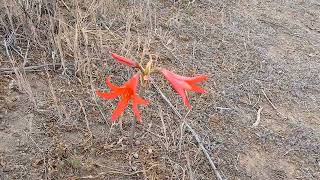 Añañuca roja flor endémica de Chile 🌺 [upl. by Jerusalem]