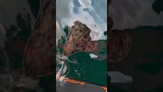 Halibut Fishing in Soroya Norway 🇳🇴 [upl. by Golden103]