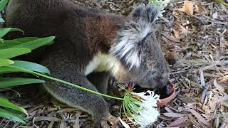 Heat stressed koala cant stop drinking on this very hot day [upl. by Oicafinob]