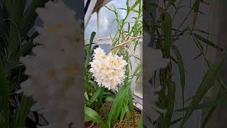 Polystachya neobenthamia Orchid looks beautiful 🥰 [upl. by Esinwahs]