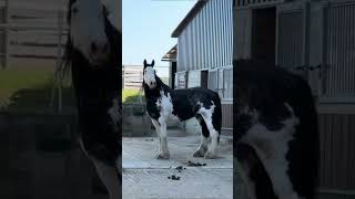 The Shire Horse Englands Giant of Strength shorts horse shirehorse [upl. by Eelsel]