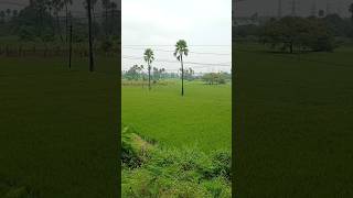 సింగారాల పైరుల్లోన బంగారాలే పండేనంట🌾🌾👌singarala pairullonaviralshortviralvideotrending [upl. by Innad]