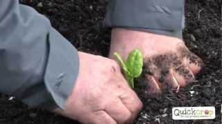 How to Grow Malabar Spinach from Seed or Cuttings  Suburban Homestead EP17 [upl. by Edythe]