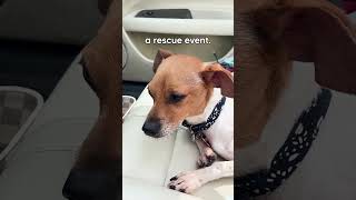 Neglected Pup Blossomed After Getting Rescued thekoala dogs doglover animallover shorts [upl. by Wardieu]