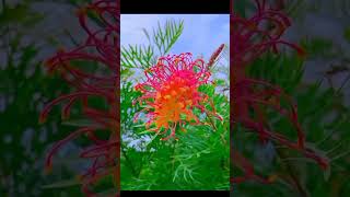 Grevillea flower shortvideo nature flowerbeautiful [upl. by Nnahs]