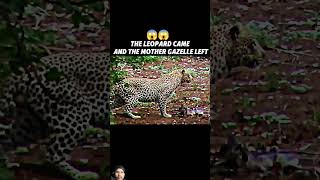 cheetah deer animals leopard wildlife shorts trending youtubeshorts [upl. by Norford966]