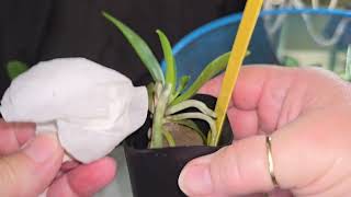 Repotting orchid seedlings from Orchidsbythelakecom [upl. by Aleahc638]