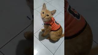 ANG LAMBING MO ORANGE petlover fypシ゚viral [upl. by Myrtie45]