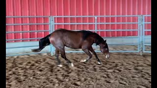 Reining Yearling by A Vintage Smoke For Sale  Vintage Violet [upl. by Lleddaw105]