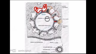 3 ème semaine du développement embryonnaire partie 02 [upl. by Crutcher599]