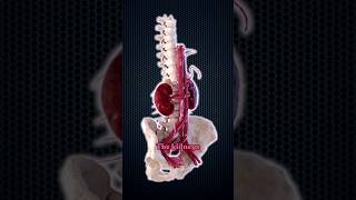 How Much Blood Do Your Kidneys Filter Daily [upl. by Walt]